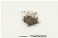 藏品(短月苔)的圖片